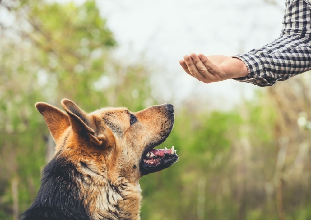 german shepherd dog training