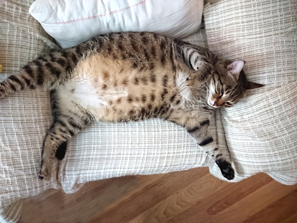 pregnant cat on couch