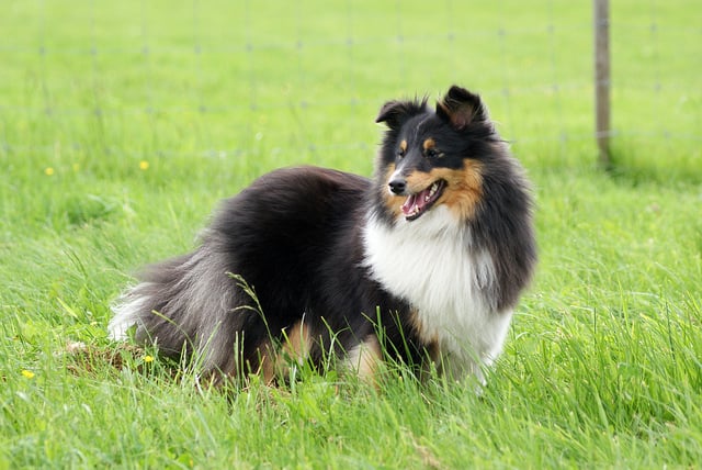 shetland sheepdog