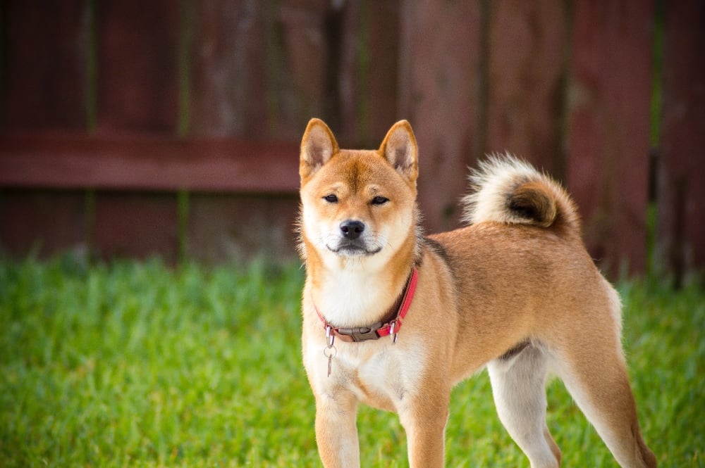 shiba inu dog outside in grass