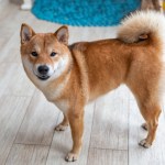 tan shiba inu dog inside