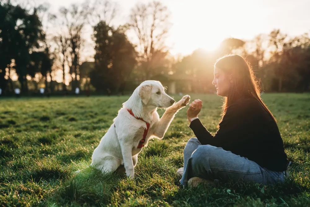 Golden retriever dog and girl training