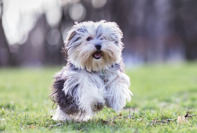 gray morkie dog in grass