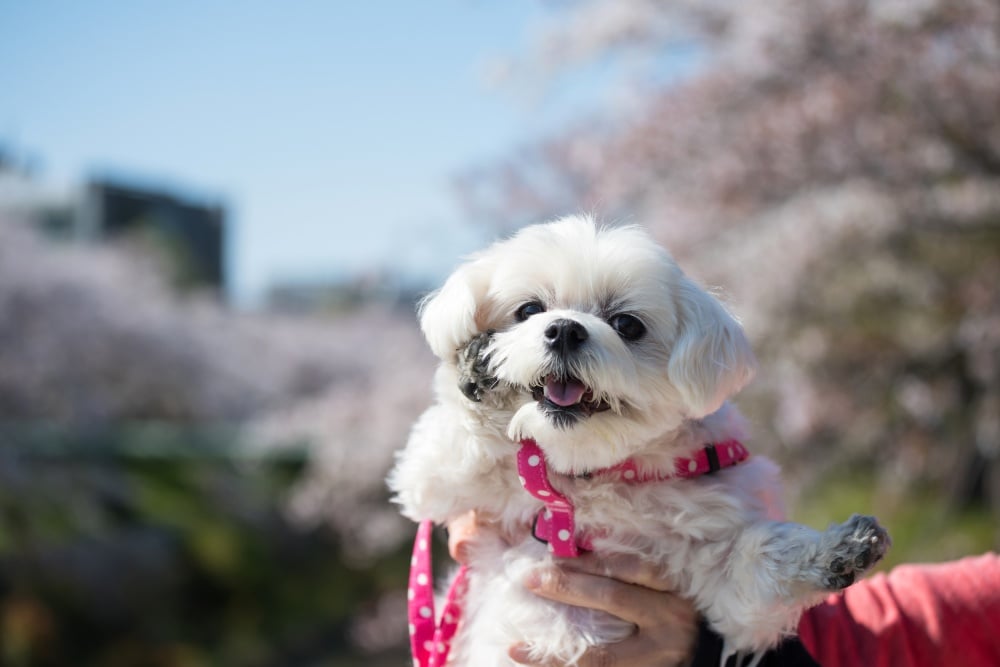 white morkie dog outside