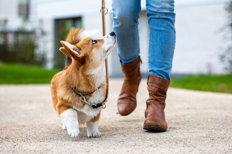 Corgi looking to owner