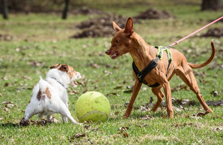 dogs tense at park 