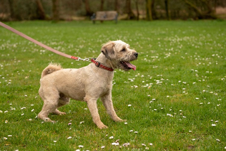 Dog pulling on leash