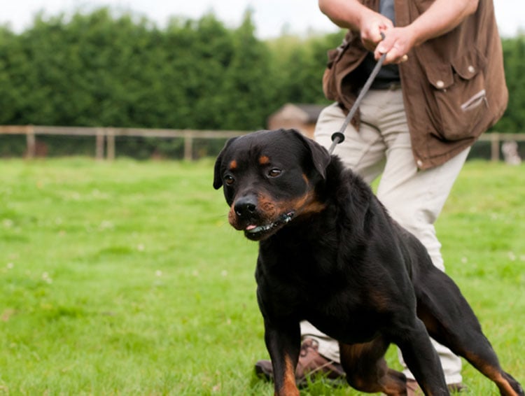 dog lunging