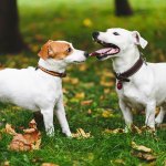 two dogs meeting