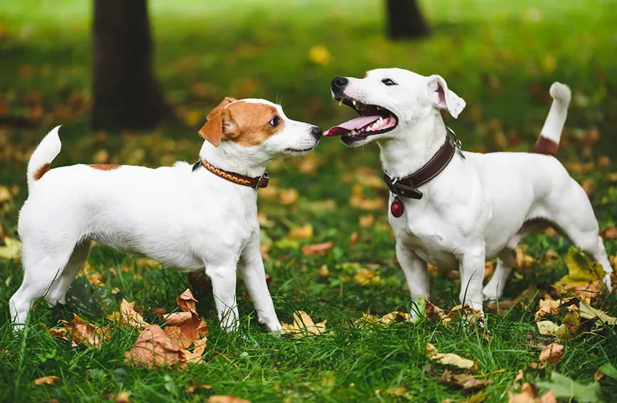 two dogs meeting