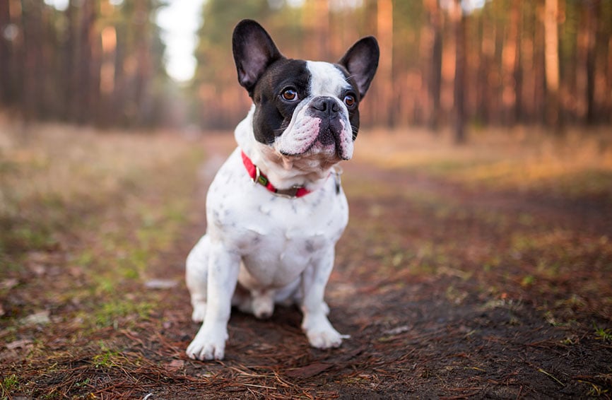 French bulldog