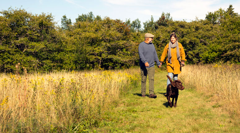 dog walking in countryside