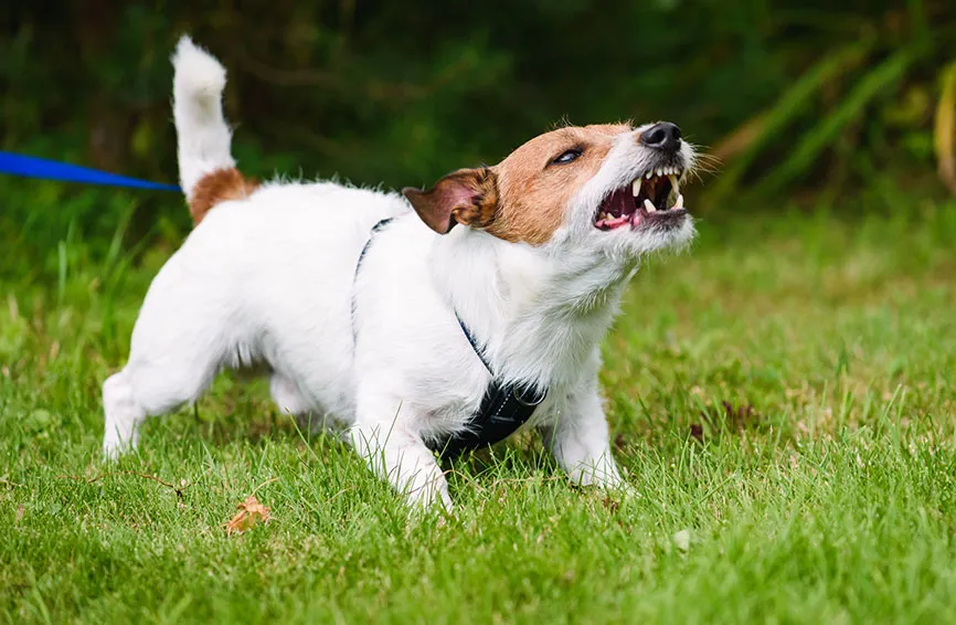 jack russell barking