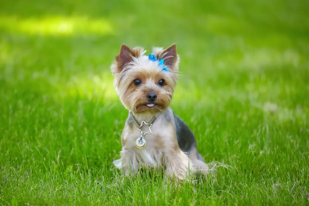 Best food for teacup yorkie best sale