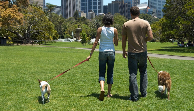 dogs walking with people