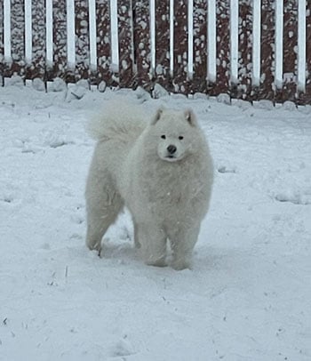 Samoyed dog