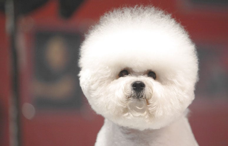 Bichon frise