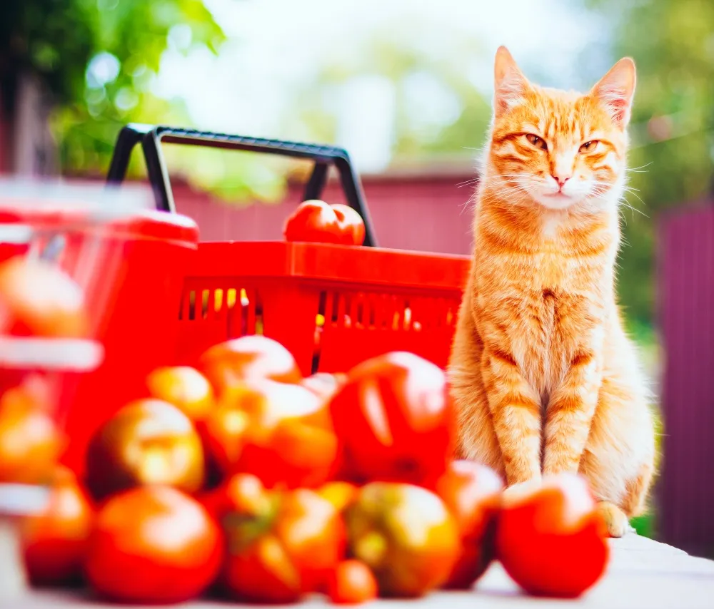 Can Cats Eat Tomatoes Healthy Paws Pet Insurance