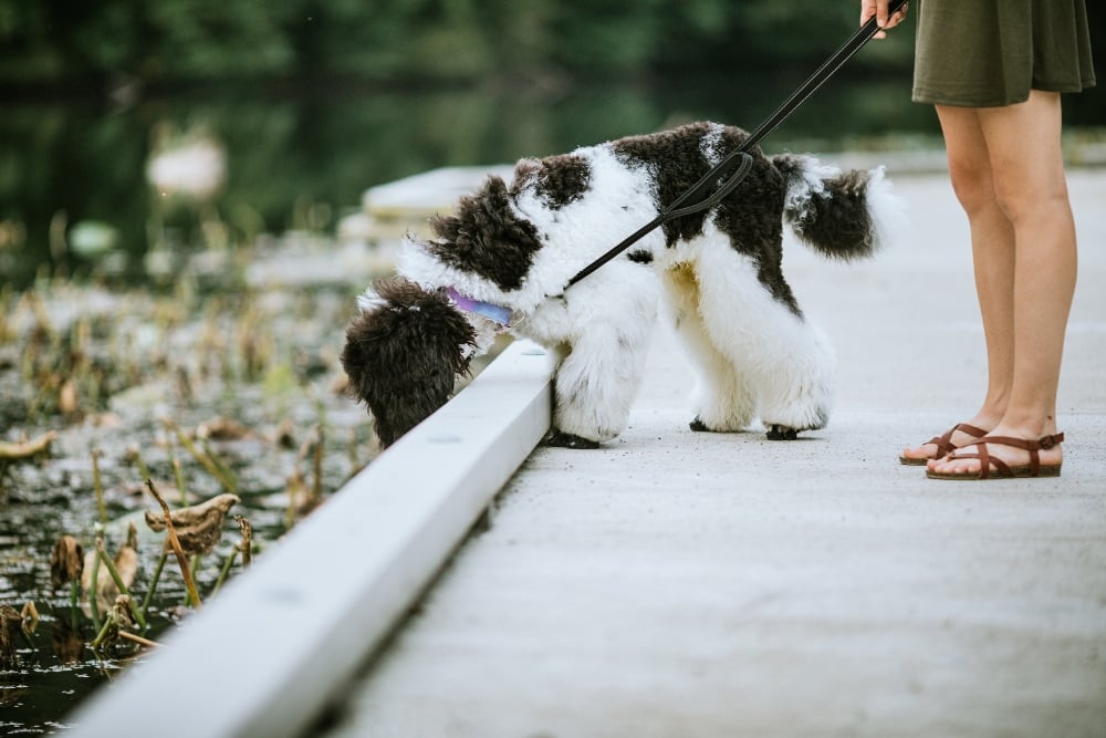 dog on a walk sniffing