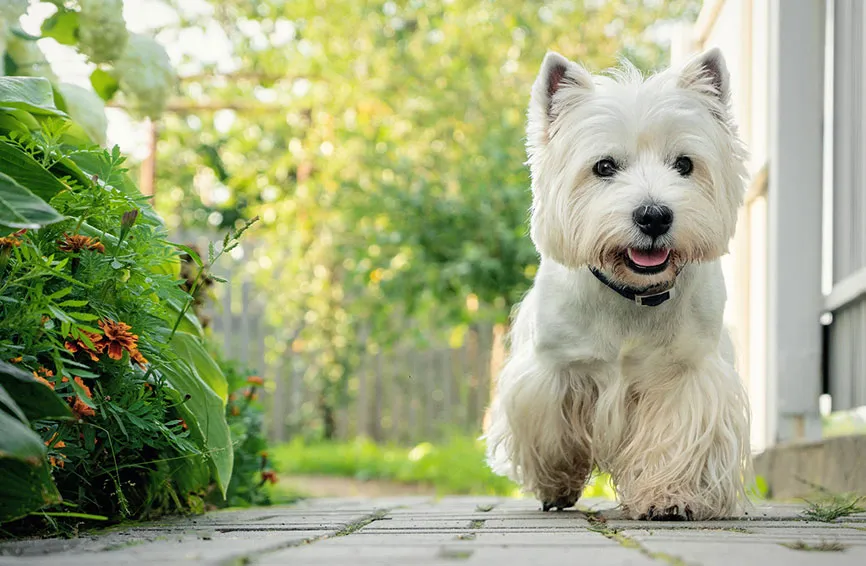 West Highland white terrier