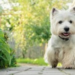 West Highland white terrier