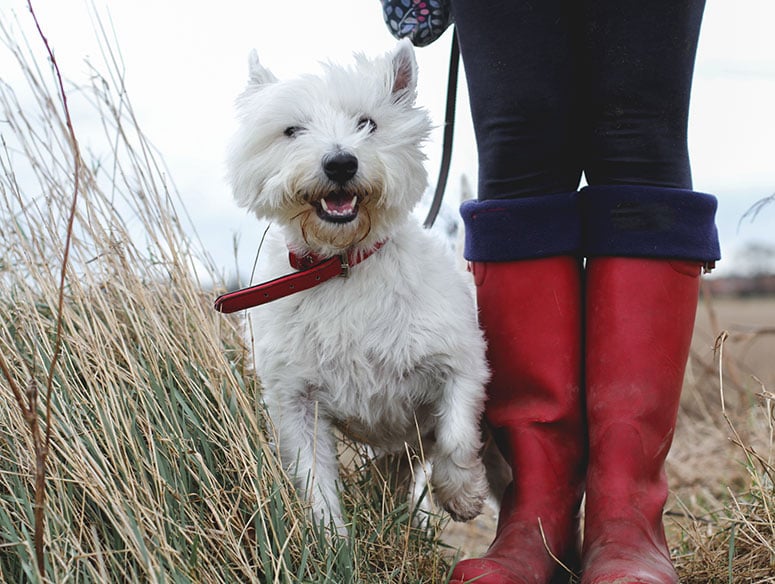 West Highland white terrier