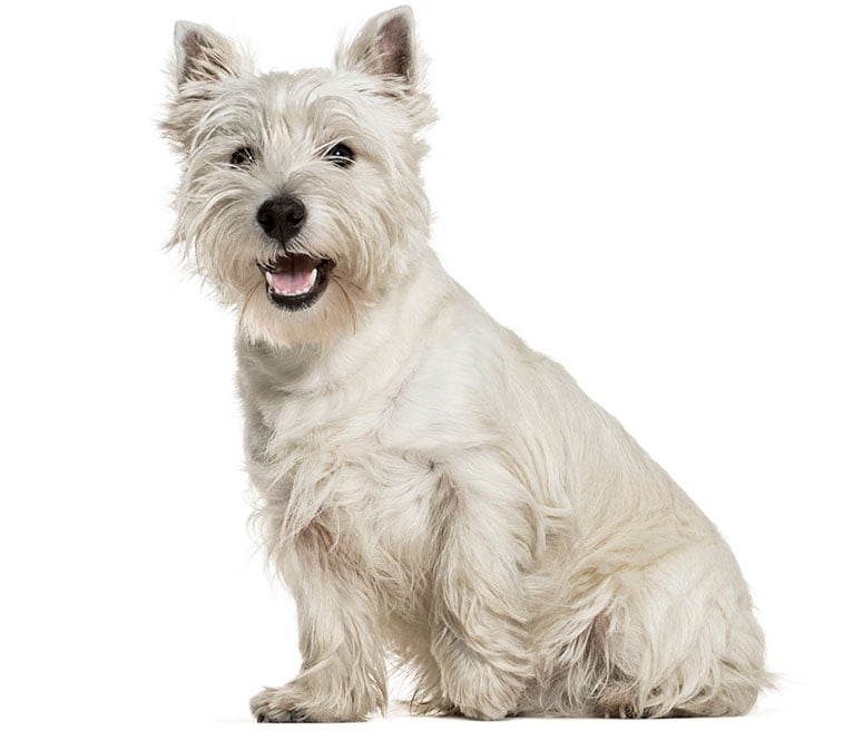 West Highland white terrier