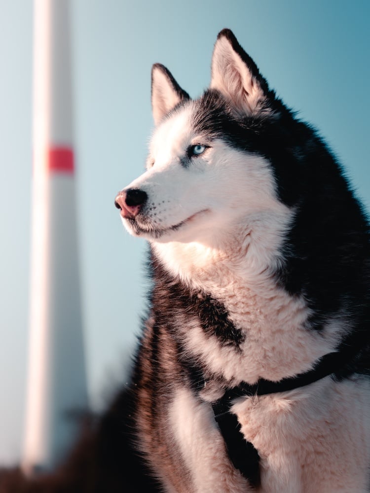 alaskan malamute dog