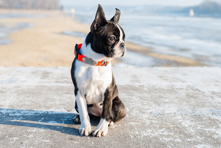 boston terrier