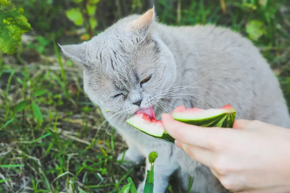 Kitten eating watermelon best sale