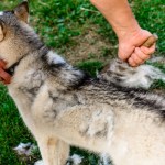 husky dog shedding being brushed