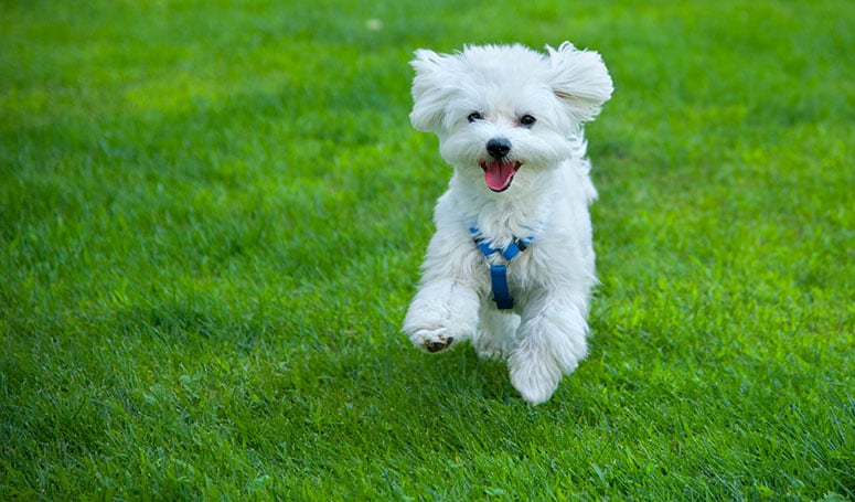 Maltese dog