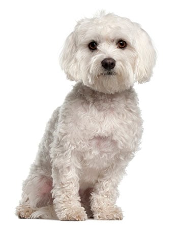 Maltese dog