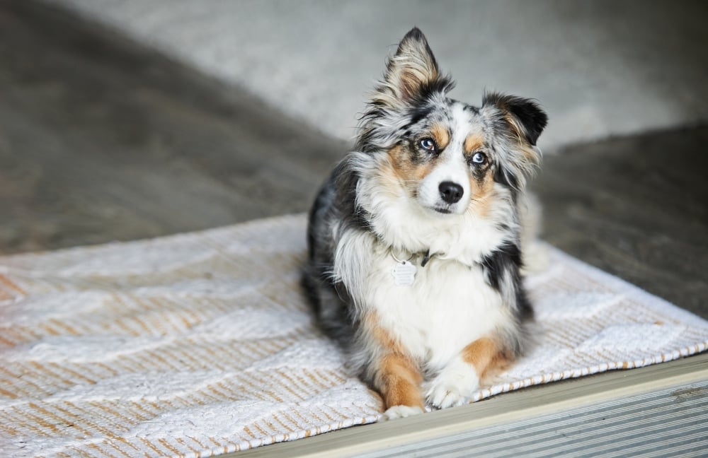 Australian shepherd puppy food best sale