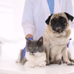 Veterinarian examining cute pug dog and cat in clinic, closeup. Vaccination day