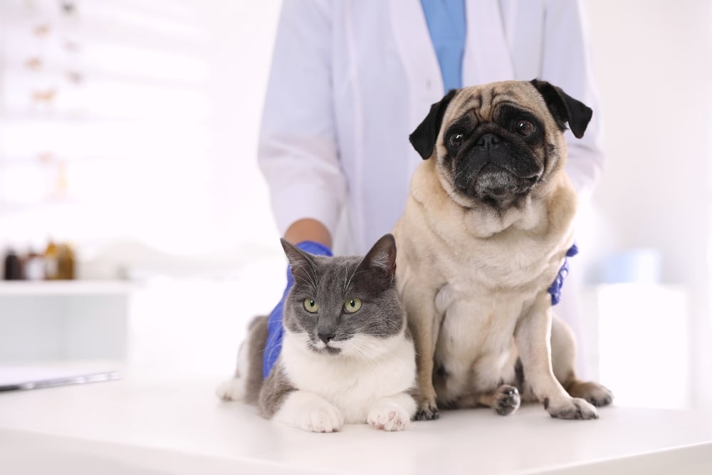 Veterinarian examining cute pug dog and cat in clinic, closeup. Vaccination day