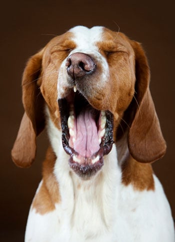 a dog yawning