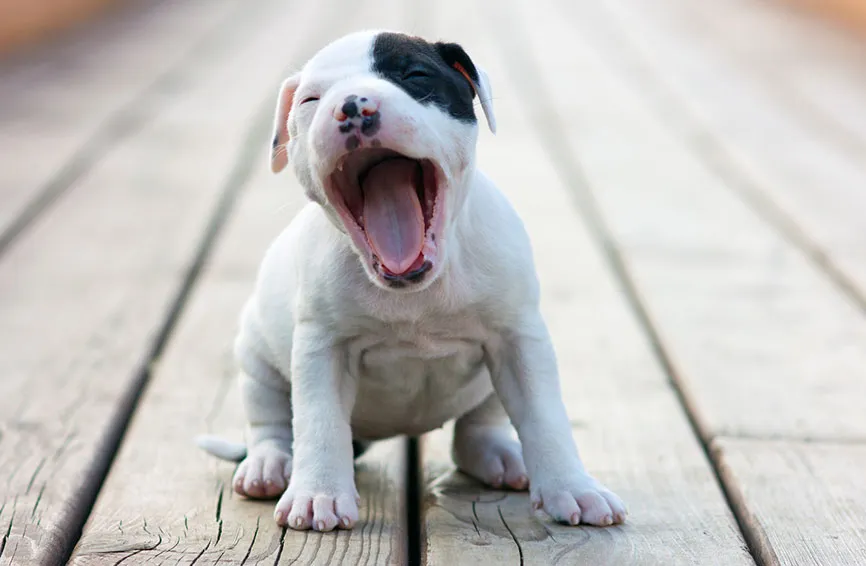 a dog yawning