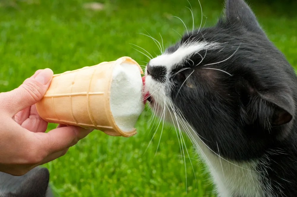 Kitten eats ice cream hotsell