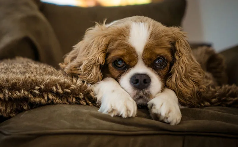 cavalier King Charles spaniel