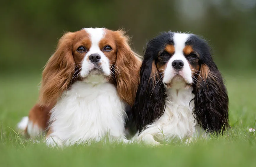 Cavalier King Charles Spaniel Breed Guide Insurance Coverage Healthy Paws Pet Insurance