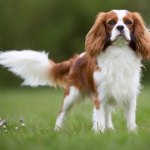 cavalier King Charles spaniel