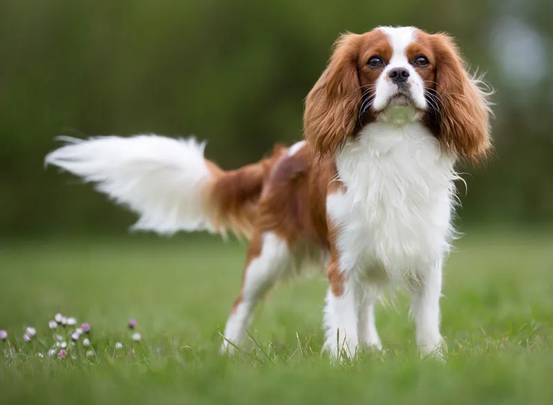 cavalier King Charles spaniel