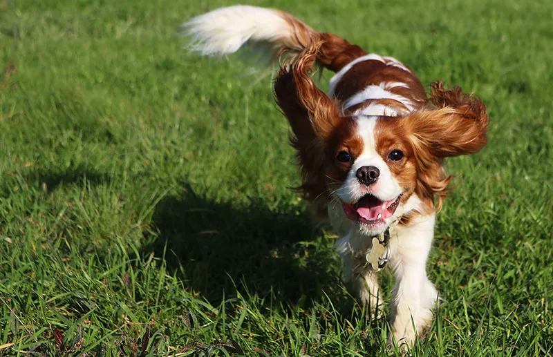 cavalier King Charles spaniel