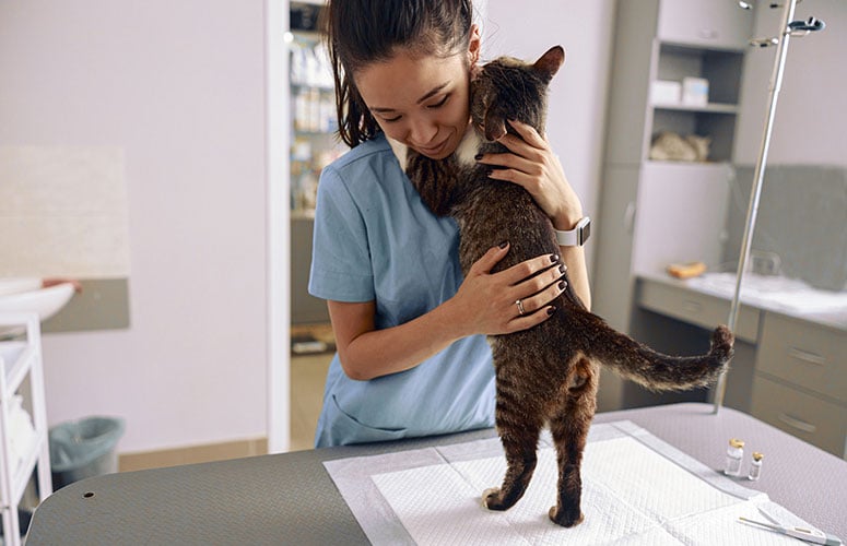 Vet with cat