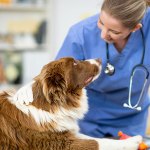 Veterinarian with dog