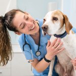 Vet with a dog