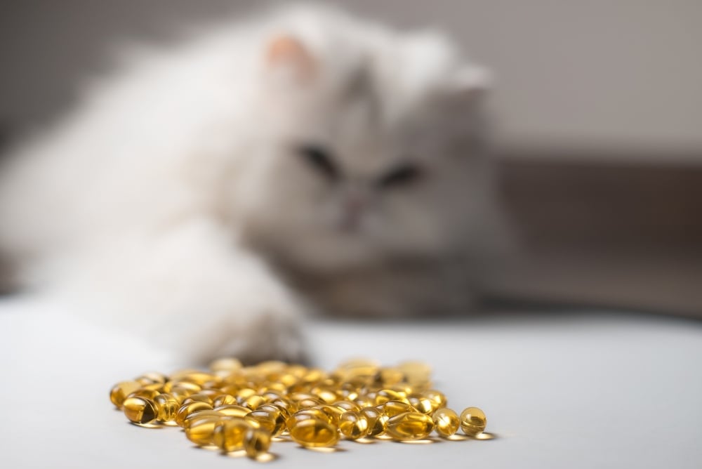 The Benefits of Fish Oil for Cats Healthy Paws Pet Insurance