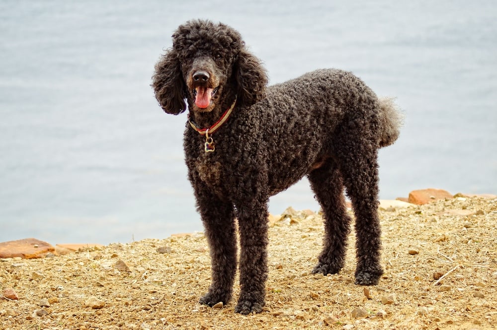 black poodle dog panting