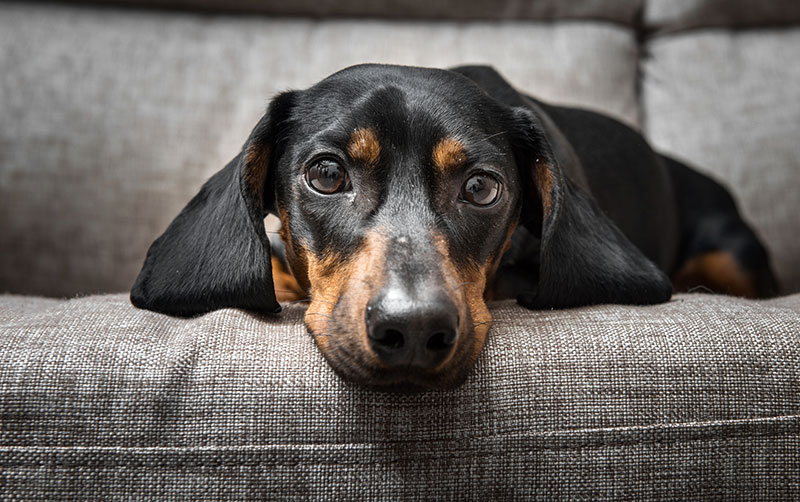 Dachshund on couch